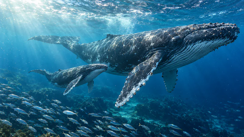 A humpback whale and calf swim through sunlit blue water above a school of fish.